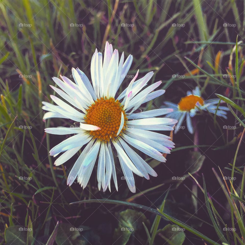 Another flower I took on a walk! I’ve used it as my wallpaper before and have had people asking me if I could send it to them so they can use it as their own background, So thought I’d sell it for other people to use! *CHEAP*