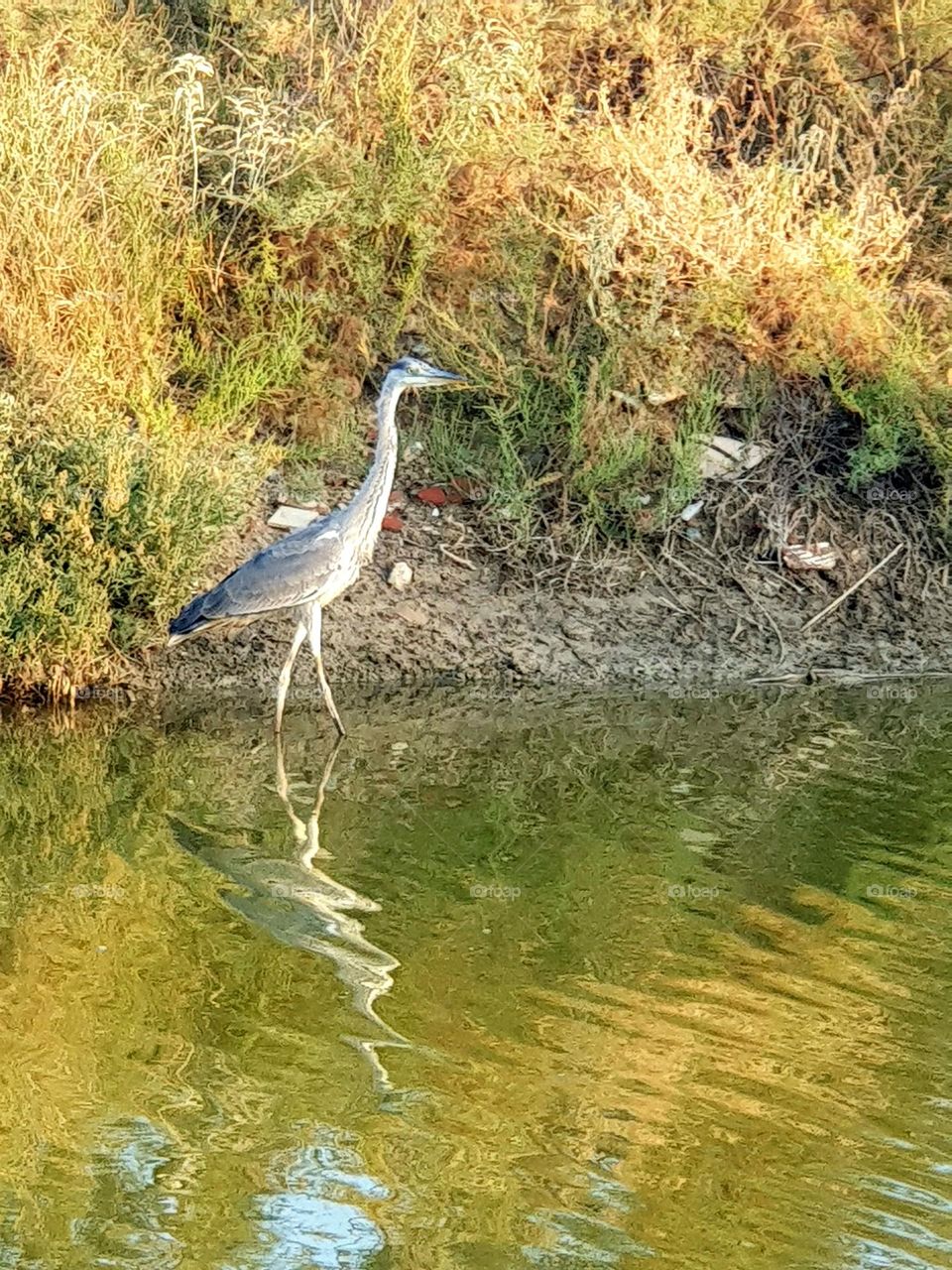 A sudden visitor at the lake I was for a pic nic