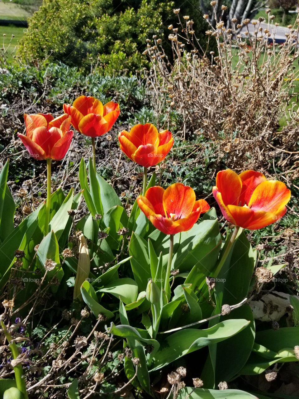 beautiful spring flowers.