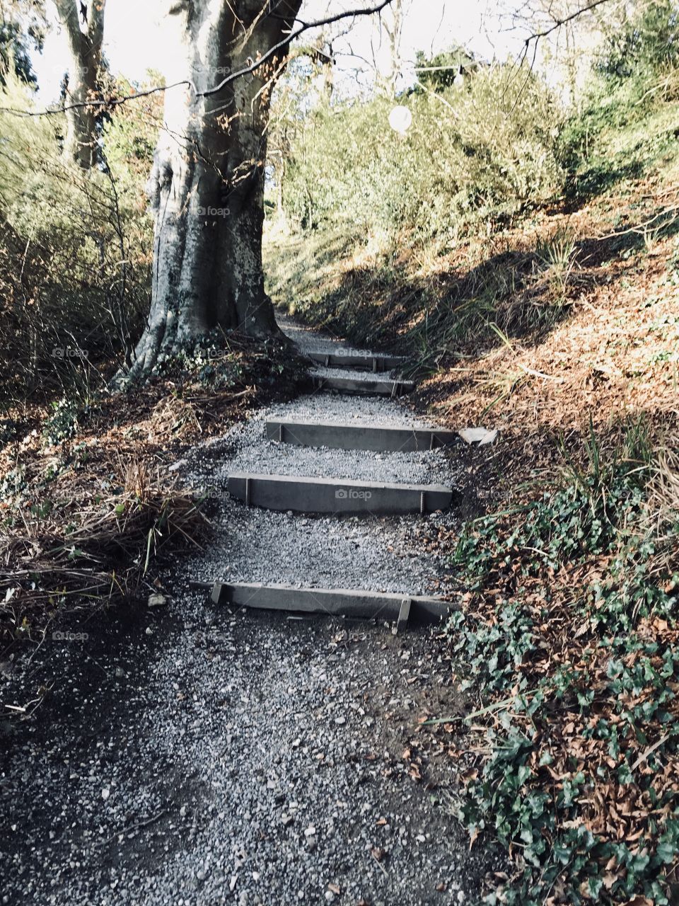 Colleton Fishacre winter countryside 