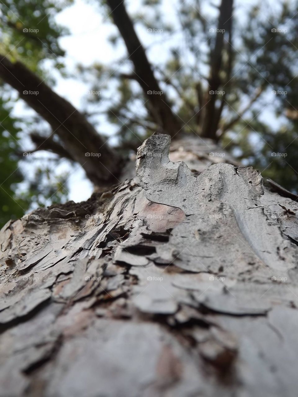 Upward view of old tree that has peeling bark. 