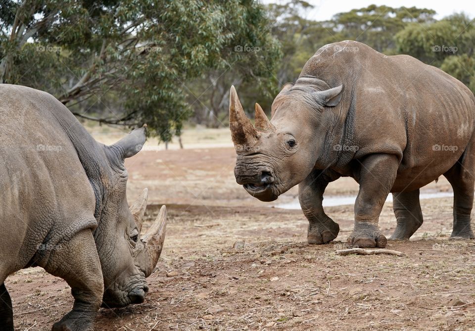 The face off. Older female Rhino (right)  faces down an younger male. 