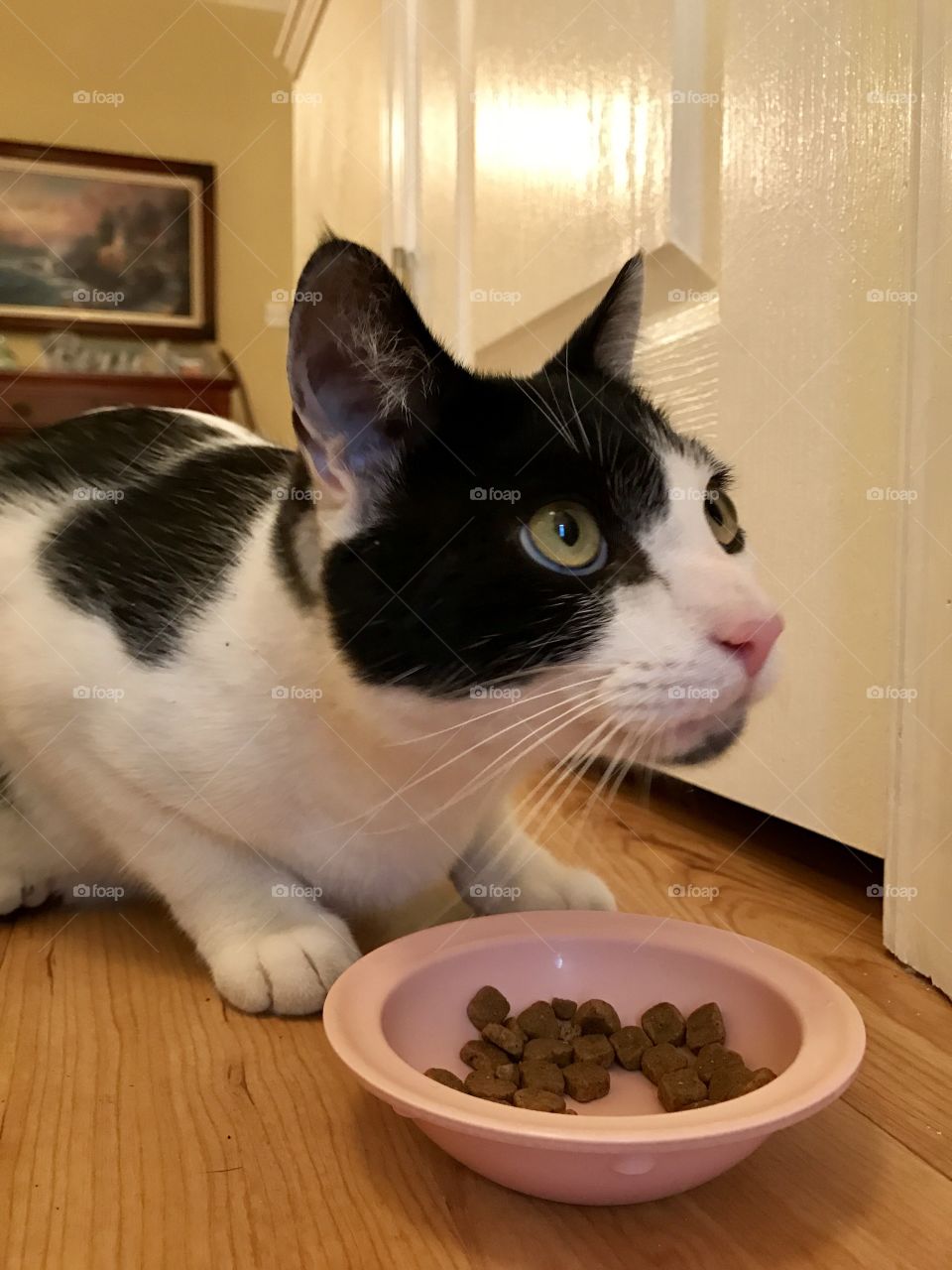 Cat & Food Dish