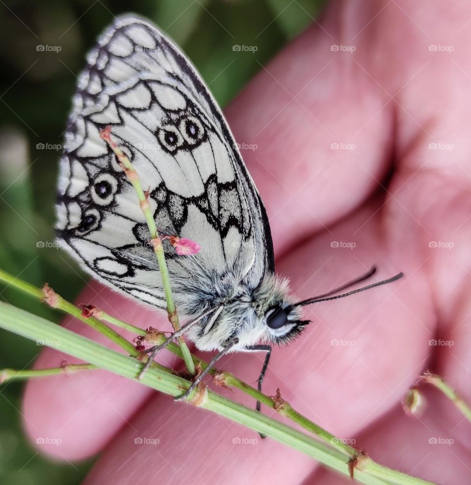 Black and white butterfly in my hand