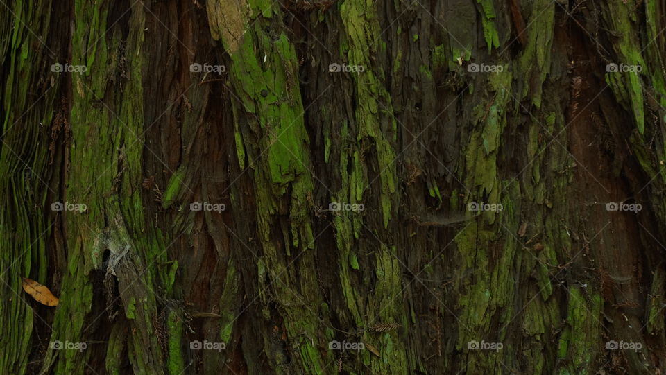 Close up on a moss covered tree trunk