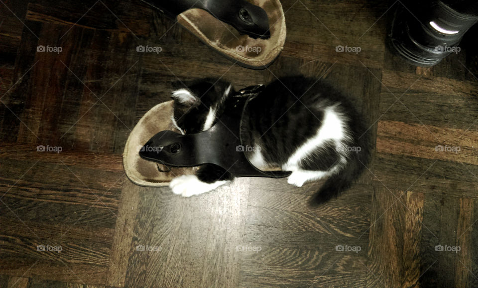 Kitty and the sandals 