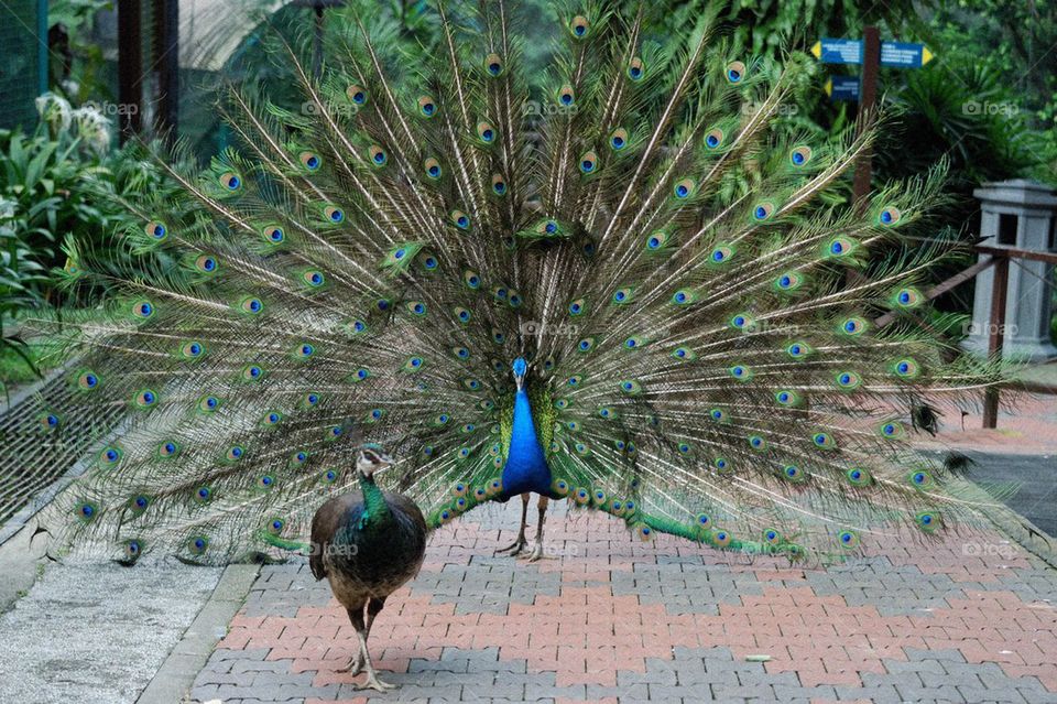 Peacock impressing