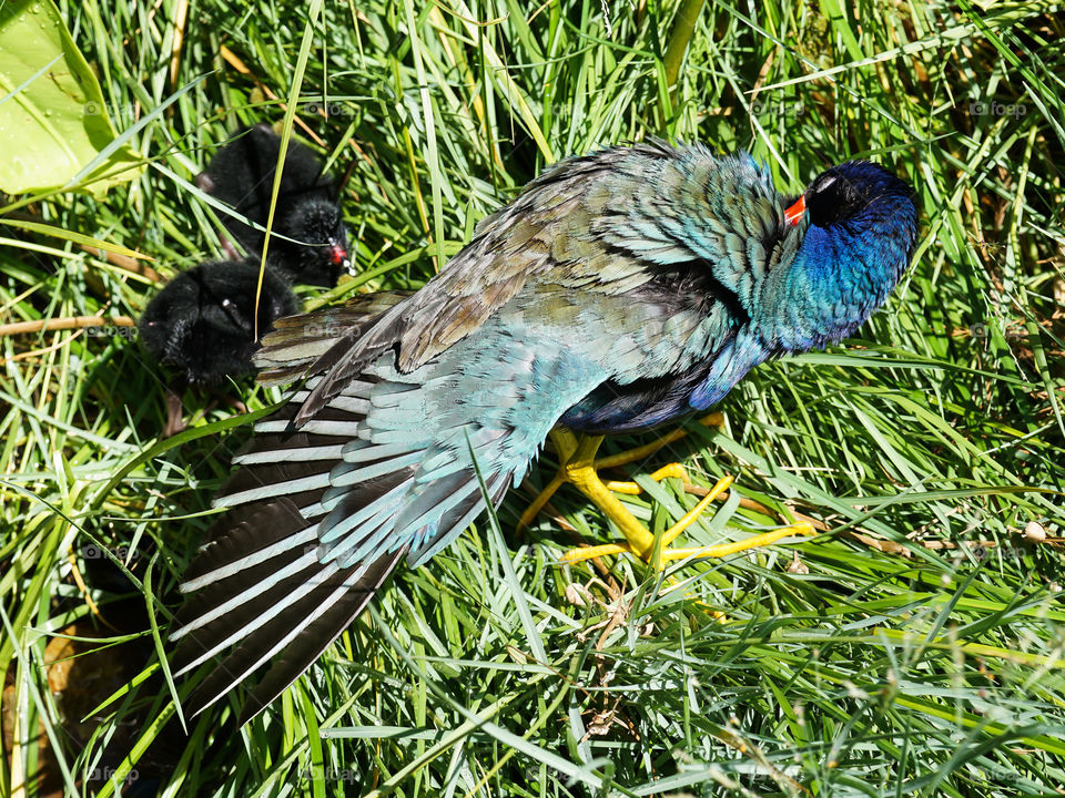 Purple Gallinule with wings spread with 2 chicks 