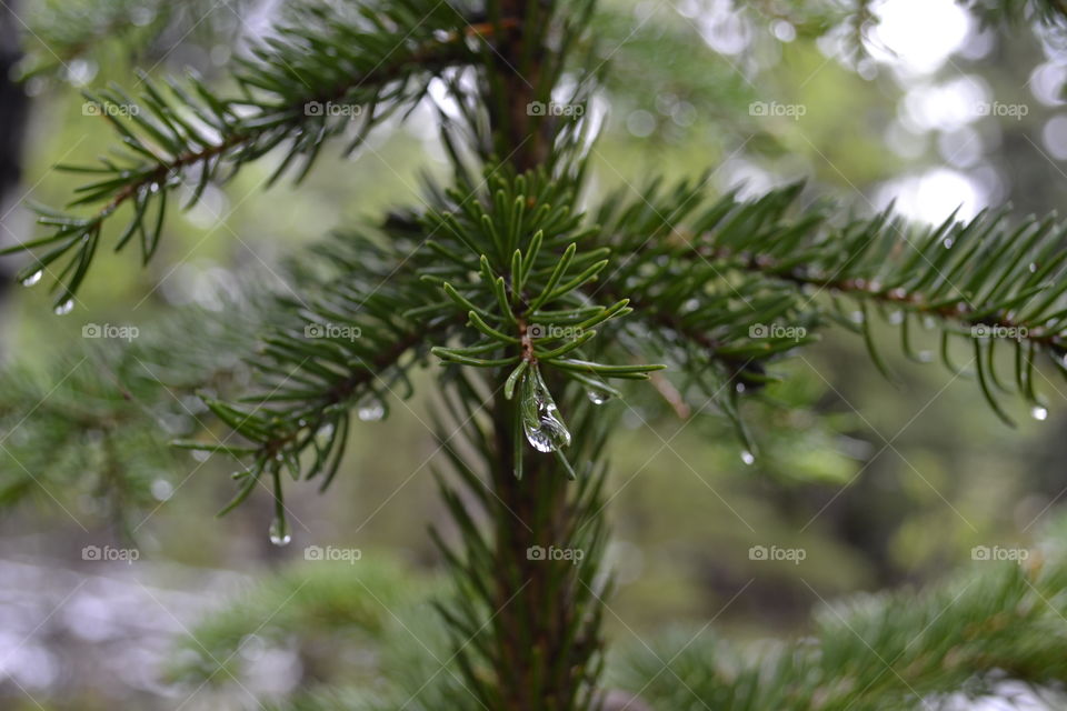 Water drops on pine needles