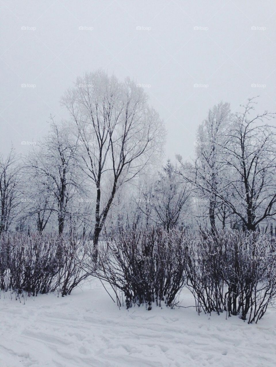 Winter trees