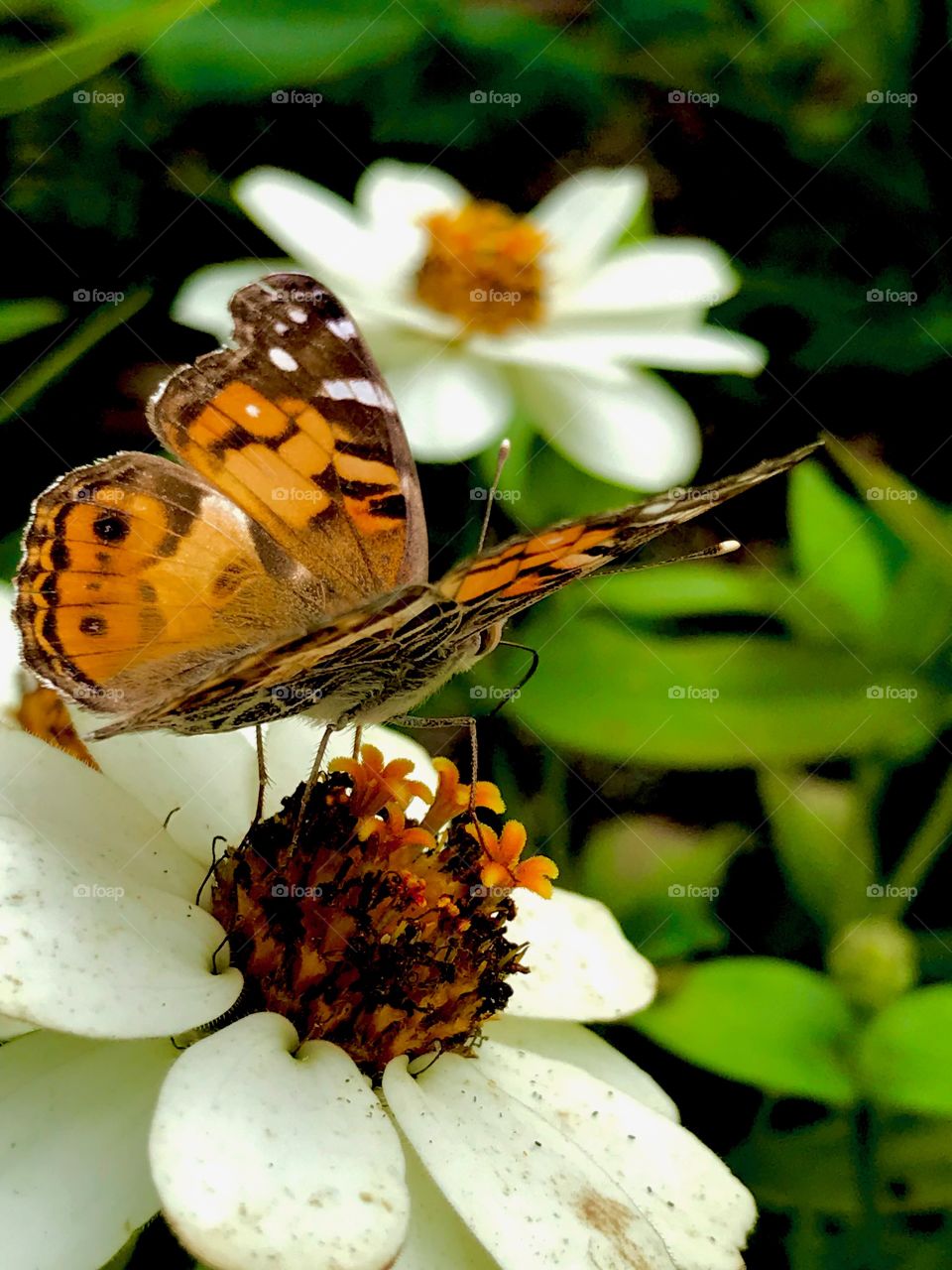 Butterfly on a flower