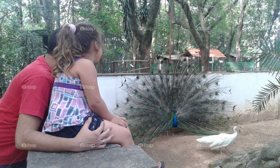 A criança e seu pai admirando o lindo pavão do bosque dos Jequitibás localizado em Campinas SP Brasil