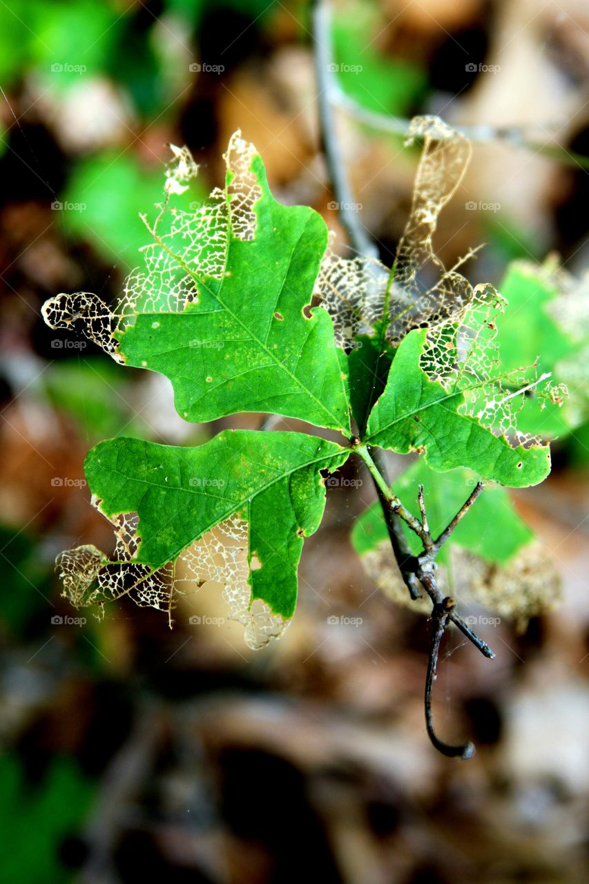 leaves turning into lace