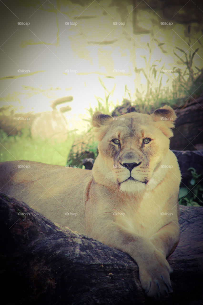 Lioness