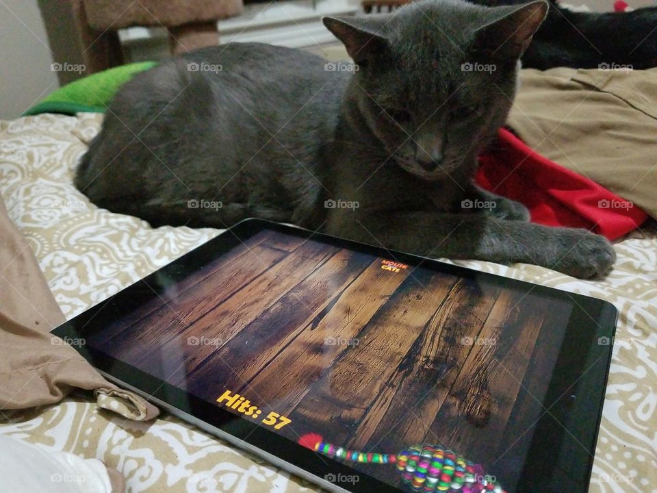 Cat watching a cat game