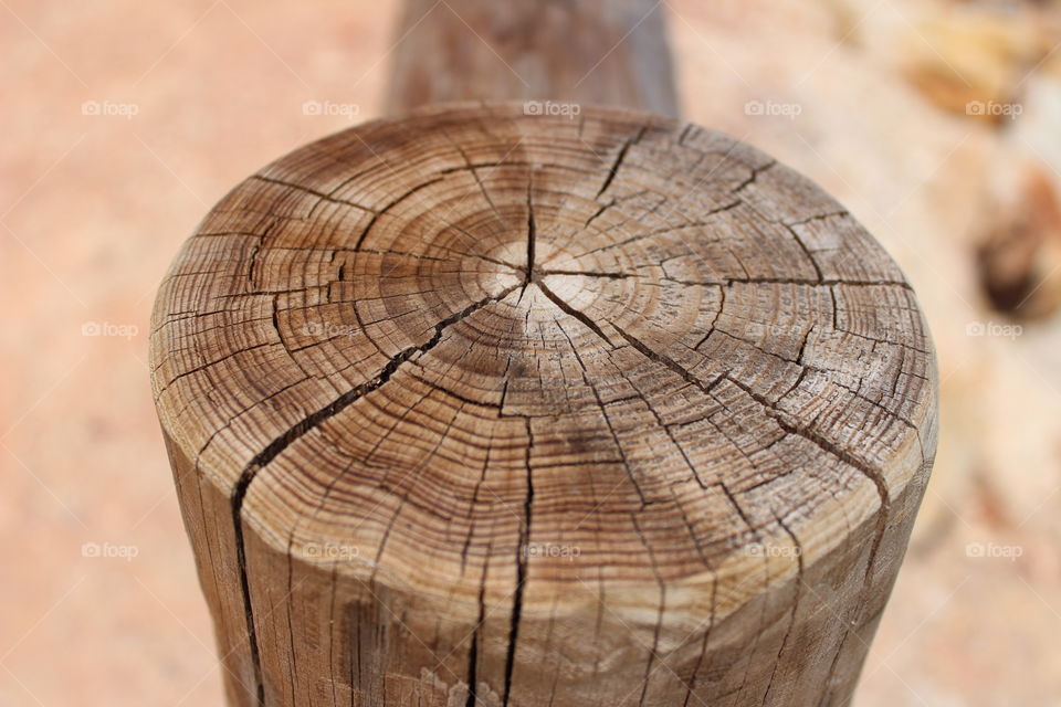 Wood Trunk Closeup