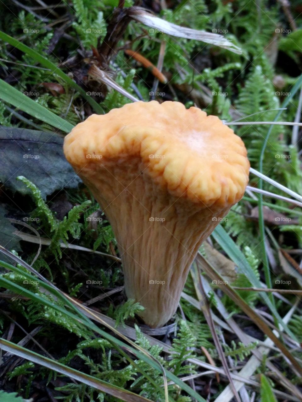 antler mushroom