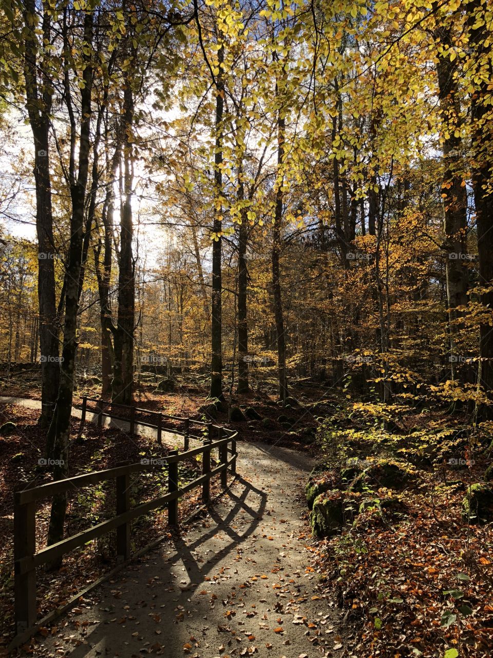 Åsnen nature reserve 