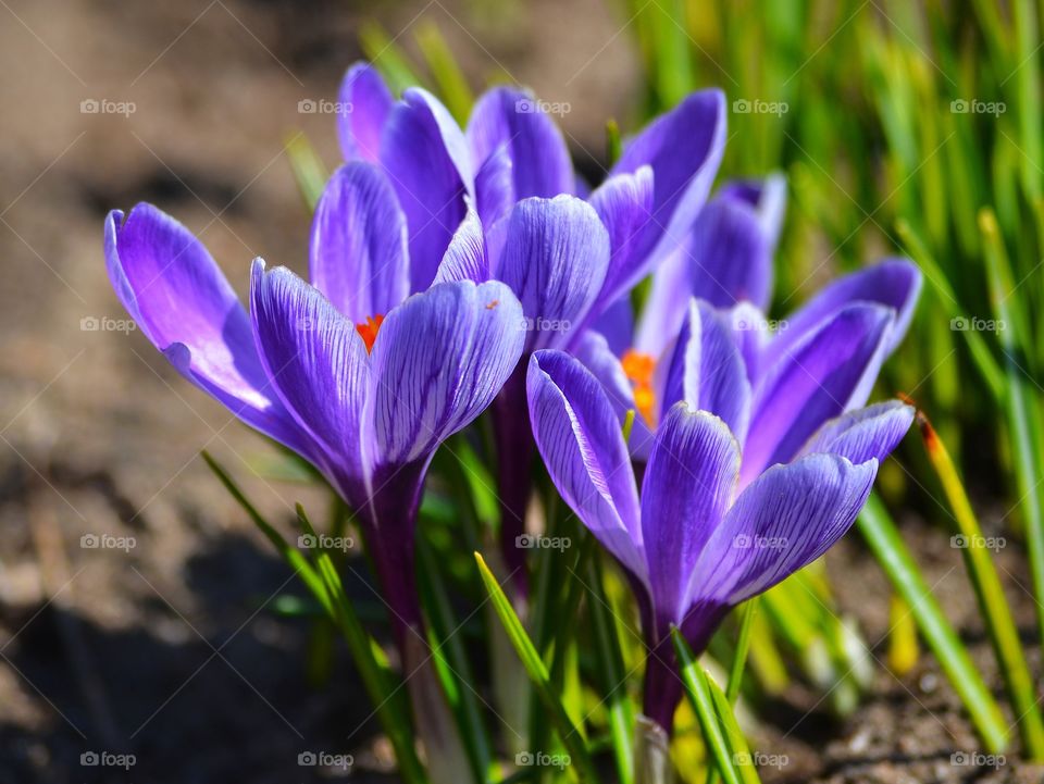 crocus