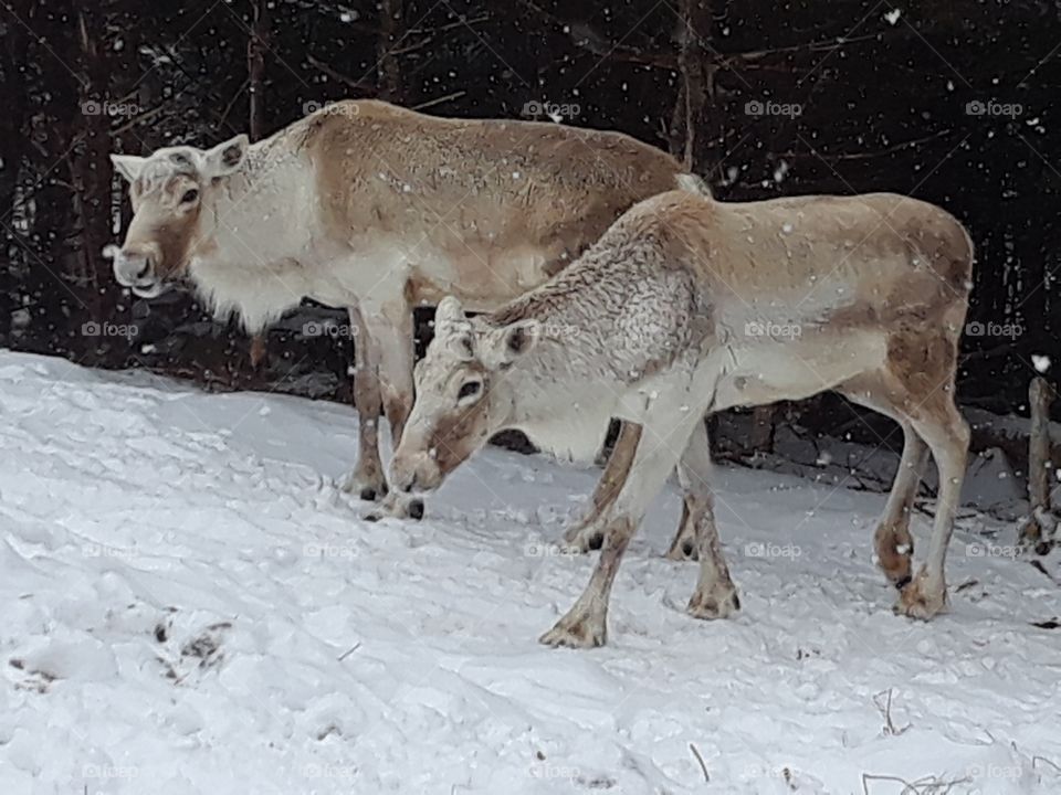 Caribou in snow