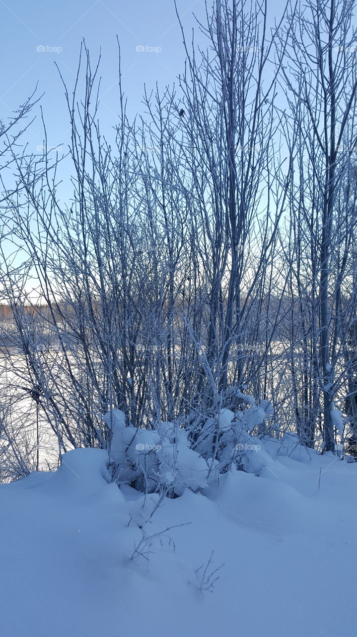 dalälven behind trees.