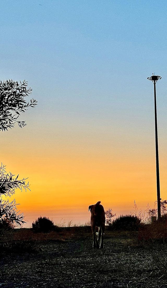A dog runs against the backdrop of a sunset