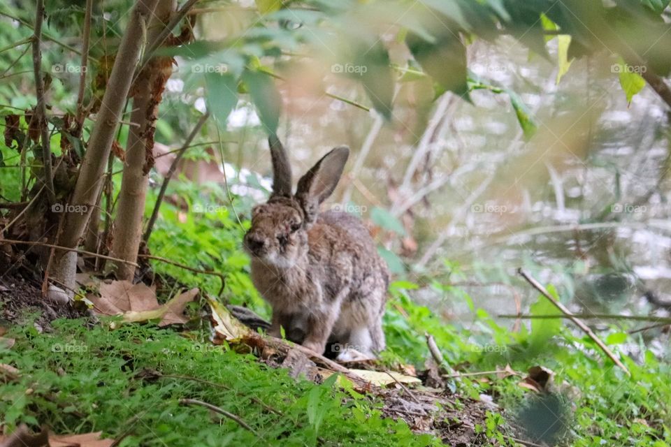 A wild rabbit in a wooded part of the city of Madrid