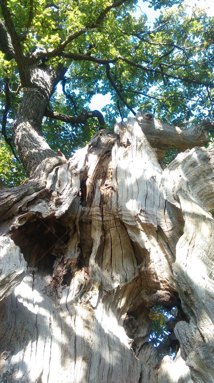 hollow oak