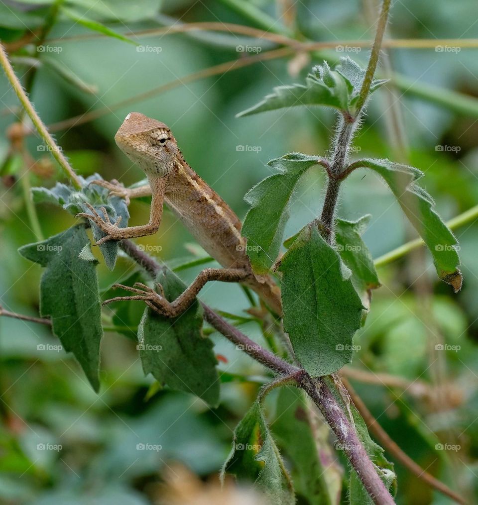 Swinhoe's tree lizard