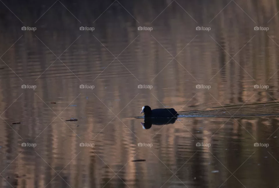 swimming water bird