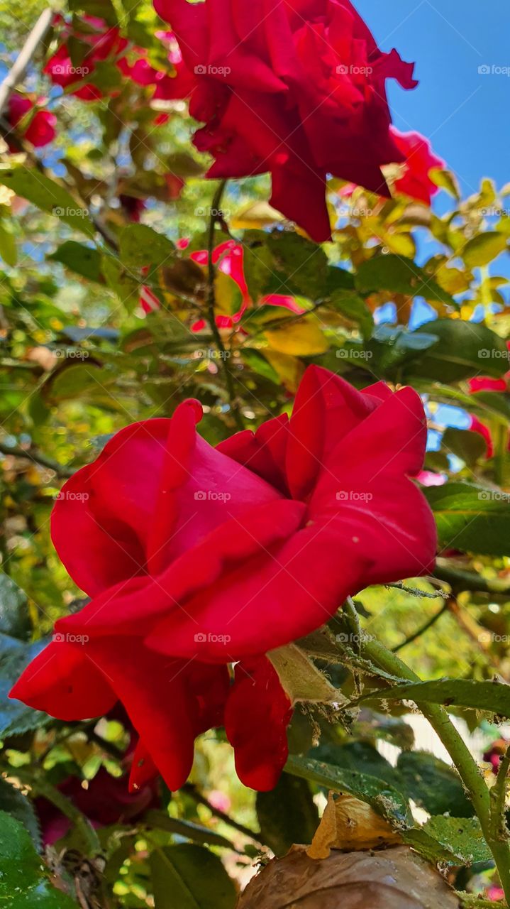 red flower