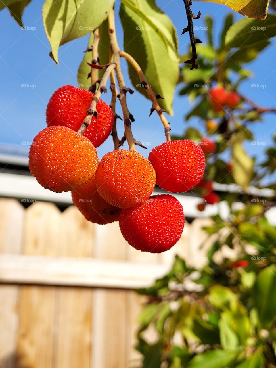 backyard for tree in Auburn California