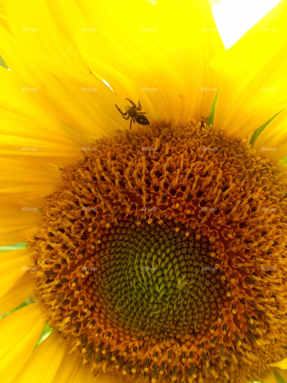 jumping spider & sunflower
