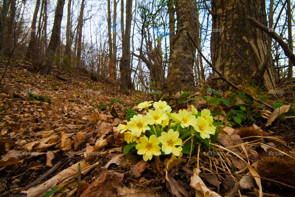 early sping signs in the forest