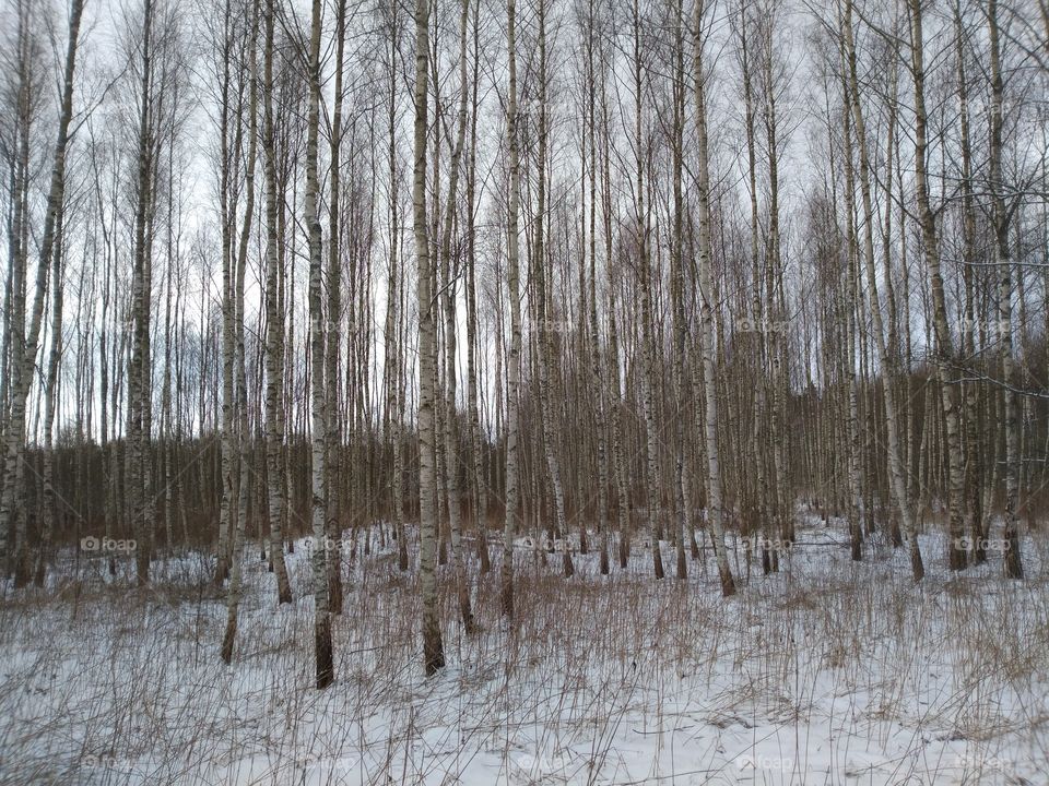 The birch grove.