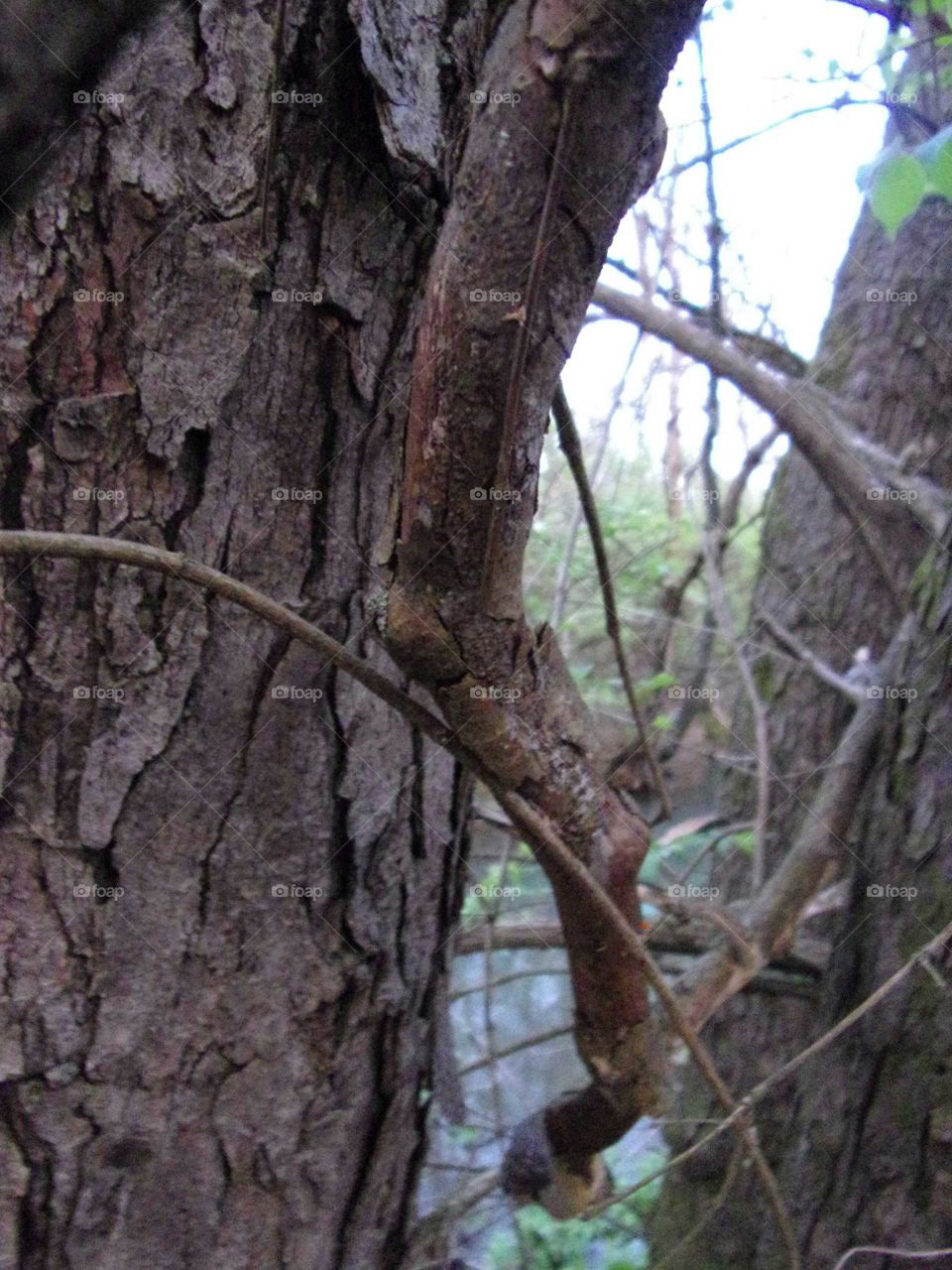 Fallen branch leaning on his tree companion for support