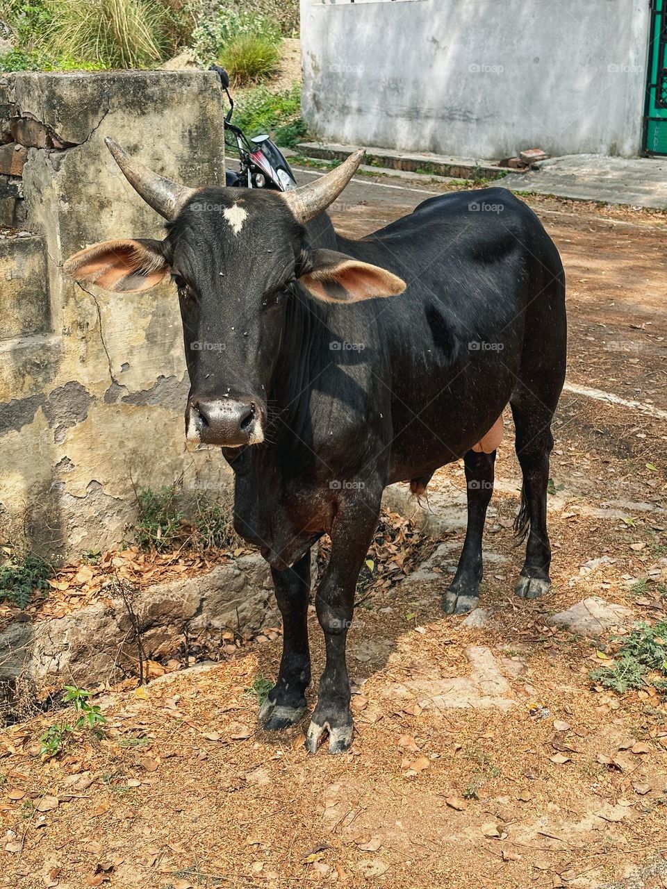 Indian bull clicked with I phone 