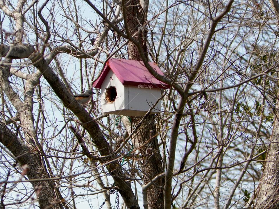 bird house