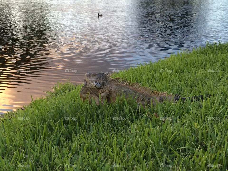 Iguana