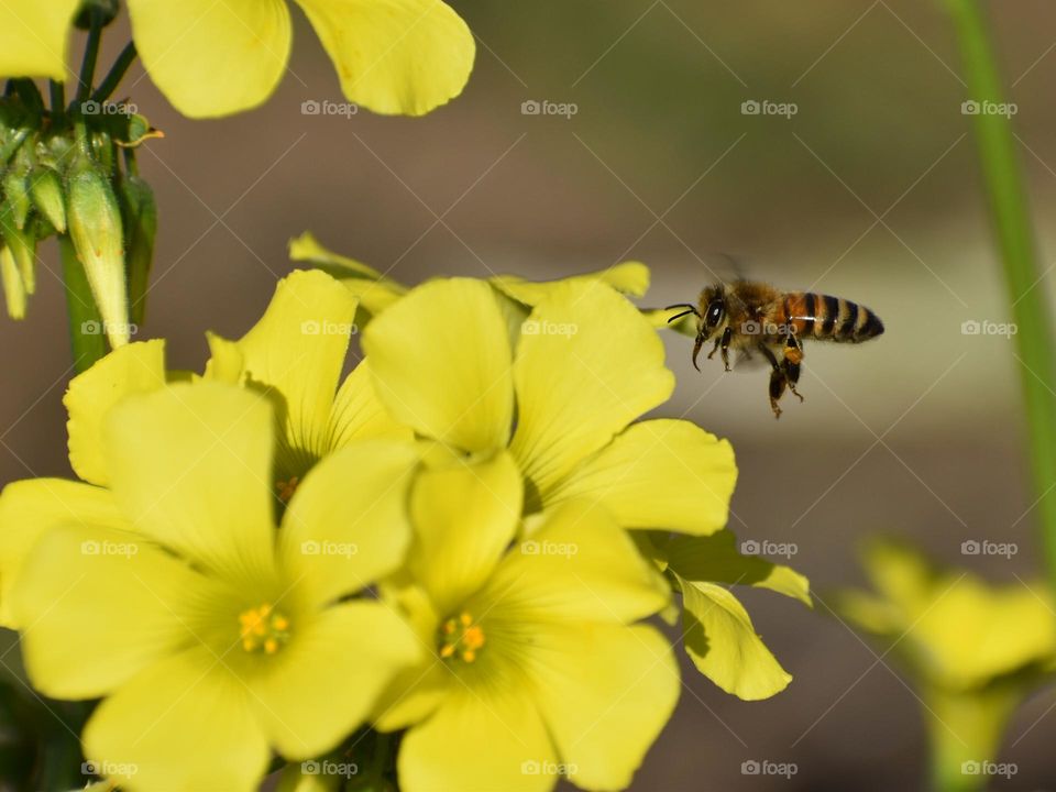 bee and flowers