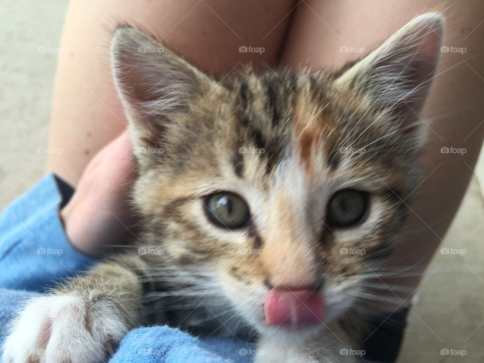 Kitty Tongue . This little one sticking her tongue out. 