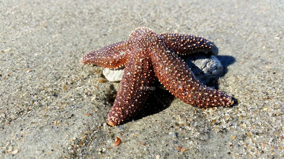 High angle view of starfish