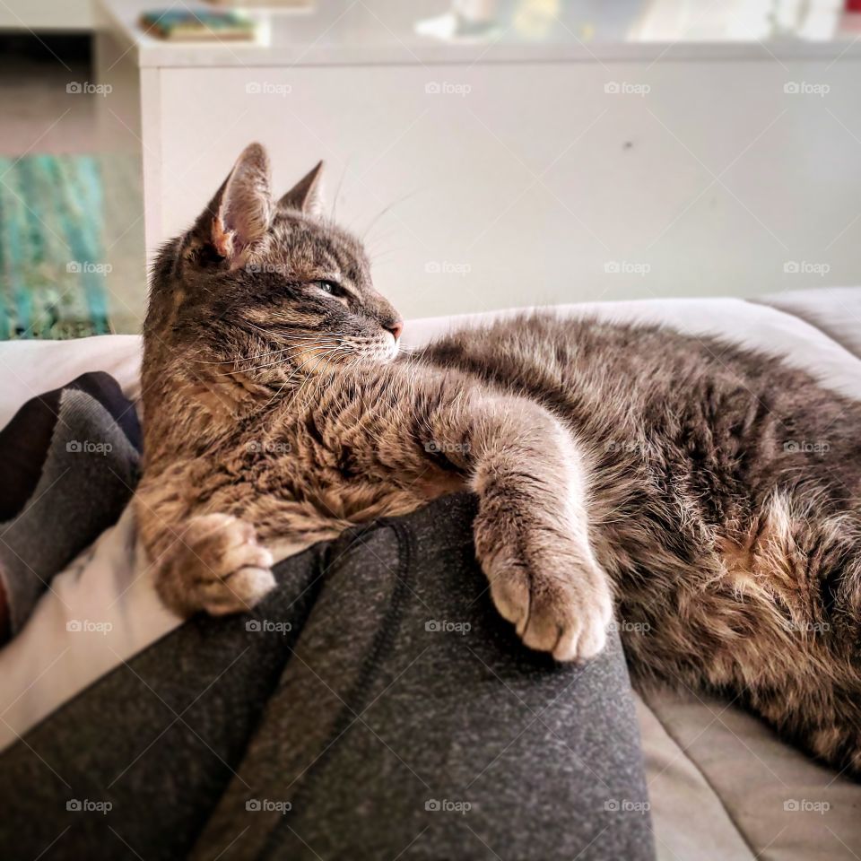 big striped cat lounging on human leg.