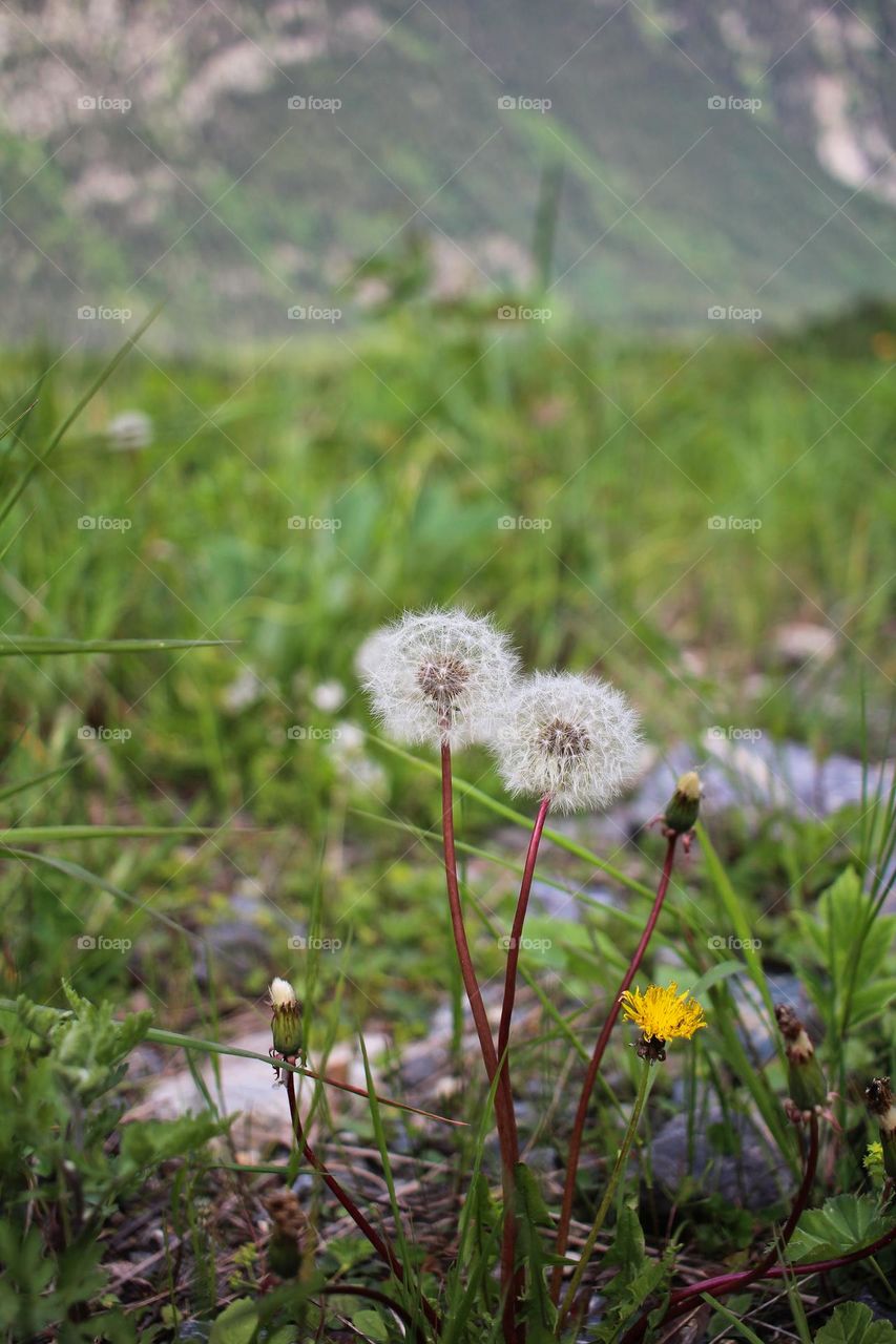 Mountain flowers