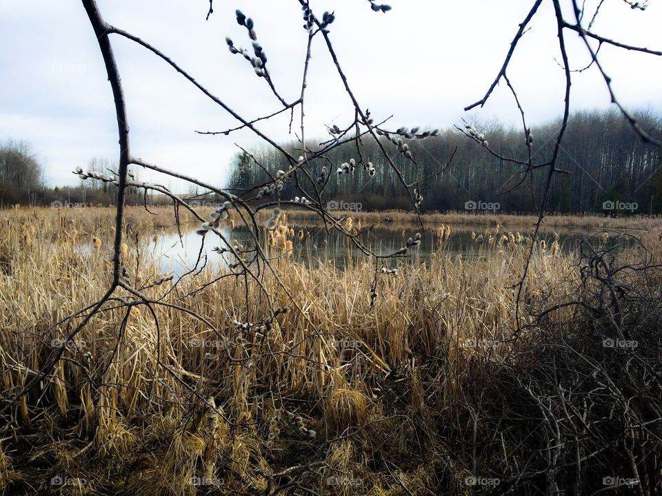 View of pond and grass