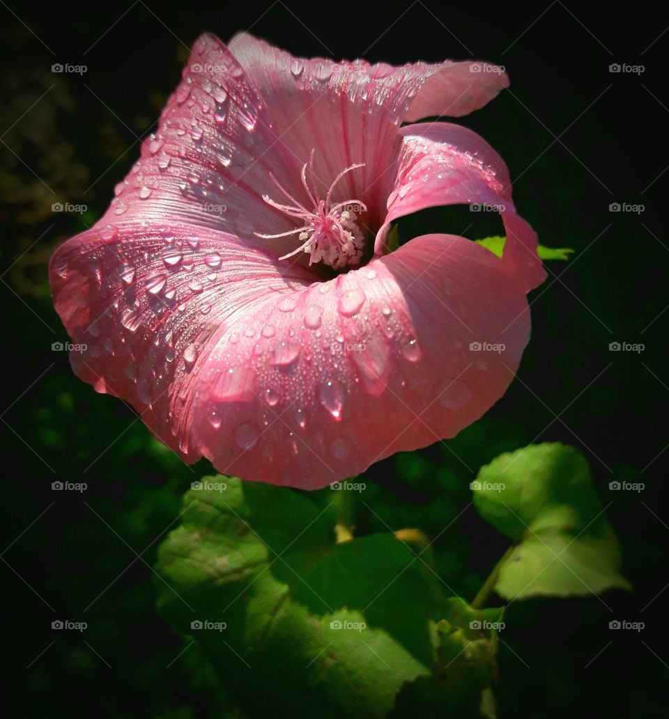 macro pink flower with water drops