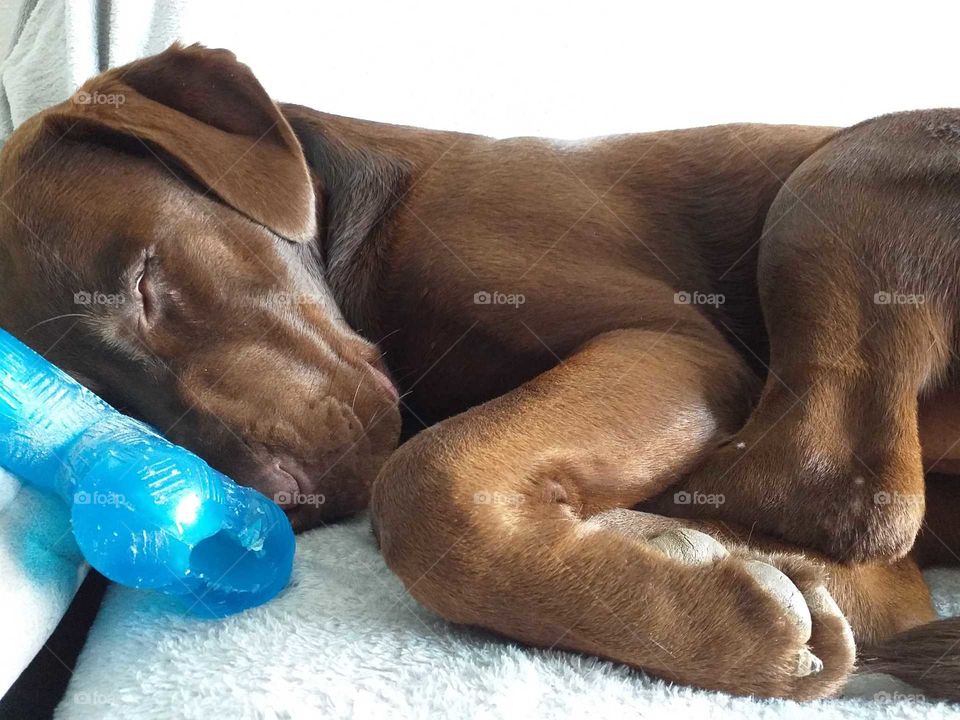 Labrador#dog#pet#canine#cute#relax