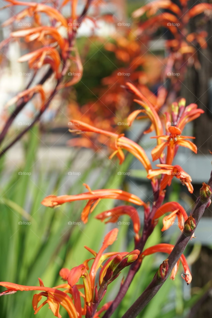 Birds paradise
Spring 
California Flowers