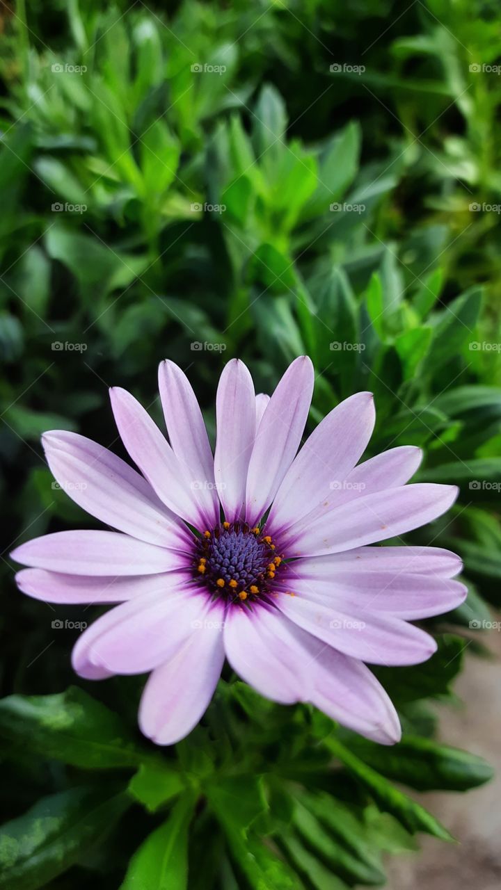 Purple flower surrounded by green leaves,Purple,flower,Green,leaves,plant,botany,garden,gardening,petal,spring,summer,nature,landscape,colorful,blossom,blooming,season,foliage,floral