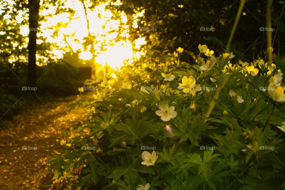 Sunlight on flower